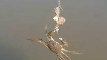 钓螃蟹的最快方法及注意事项