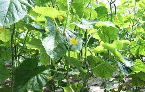 大棚黄瓜管理技术