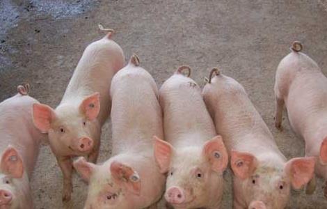 猪大肠杆菌病防治多久？