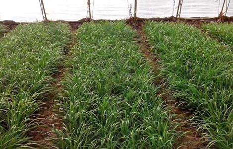 韭菜的种植技术