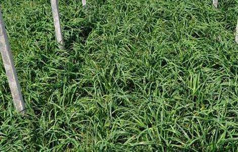 韭菜的种植技术