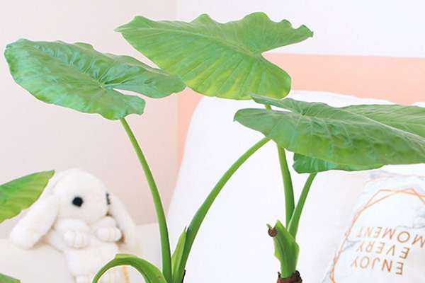 室内适合养的18种植物 最常见的有哪些?