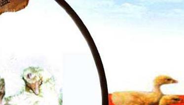 小鹅瘟症状有哪些 治疗与防治措施简介