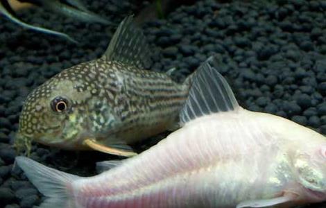 神仙鱼和什么鱼混养？