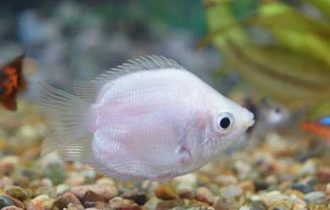 神仙鱼和什么鱼混养？