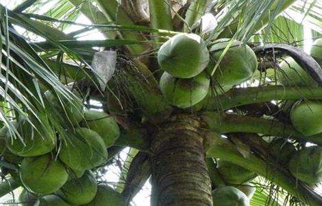 椰子种植的注意事项