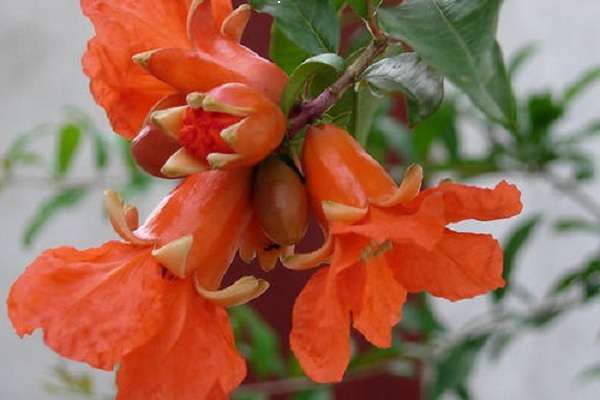 石榴花换盆注意事项 秋季可以换盆吗?