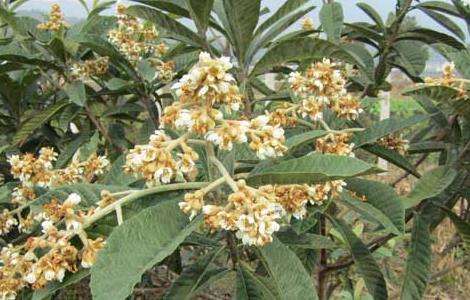 大果枇杷的种植栽培技术