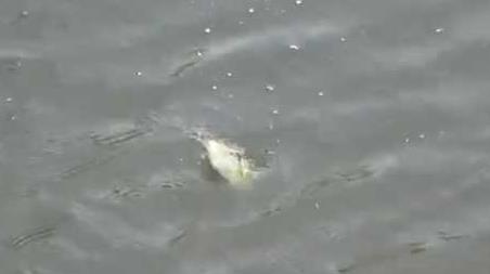 初秋下雨天气钓鱼好钓吗？