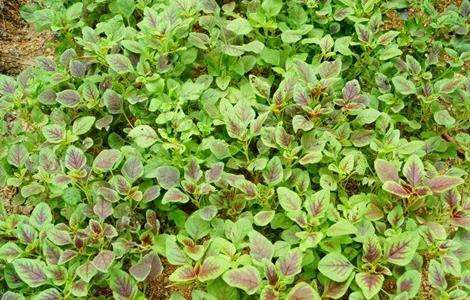 苋菜的田间管理技术