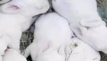 仔兔的睡眠期为多少天 如何提高仔兔成活率?