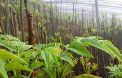 香椿种子怎么种