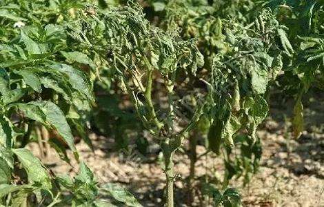 辣椒种植的病虫害图片及防治多久？