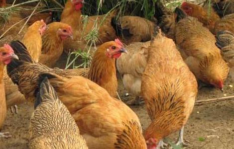 土鸡养殖失败的原因?
