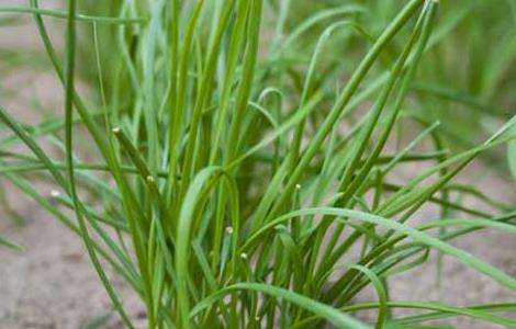 韭菜的种植技术