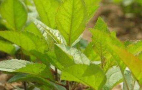 香椿种子怎么种