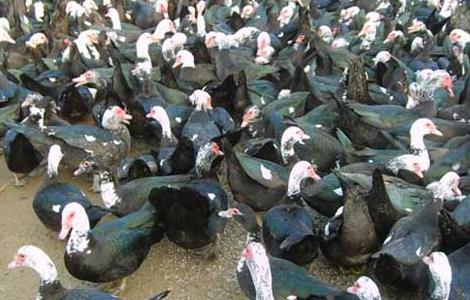 火鸭的养殖前景