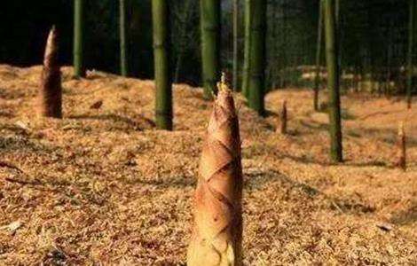 竹笋的种植注意要点