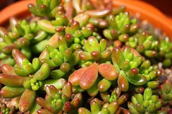 虹之玉锦和虹之玉的区别？有哪些 二者的区分多久？