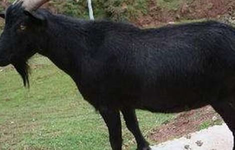 羊瘟的症状与防治