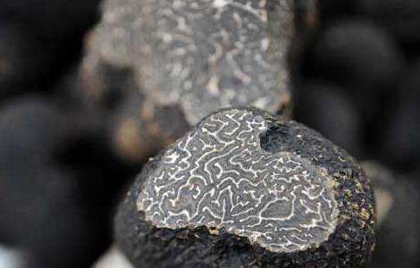 松露是什么东西？