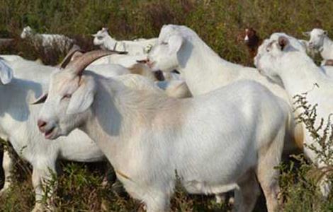 白山羊的养殖技术