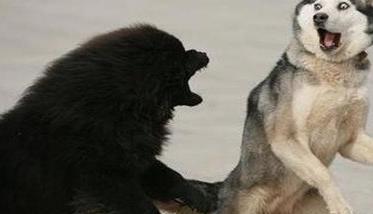 训练犬的基本方法主要有哪些?