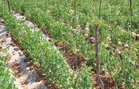 豌豆的种植技术