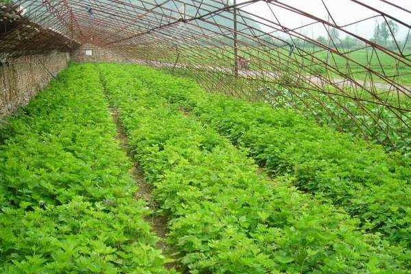 大叶芹的种植方法 施肥以农家肥为主