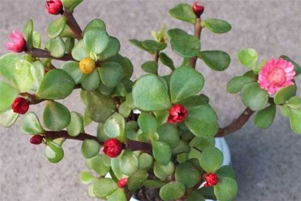 金枝玉叶夏季怎么养护 需要注意什么？