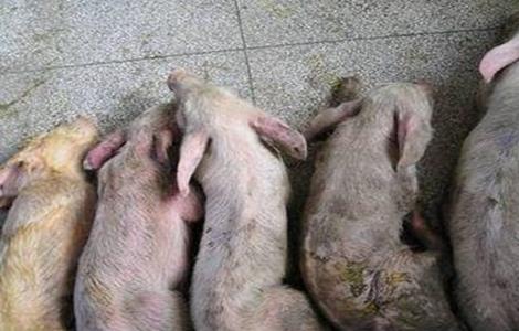怎么防止猪感染细小病毒
