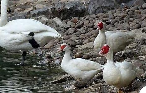 火鸭的养殖前景