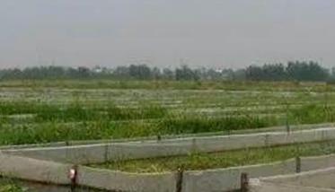 小龙虾一年亩产多少斤?小龙虾养殖成本与前景