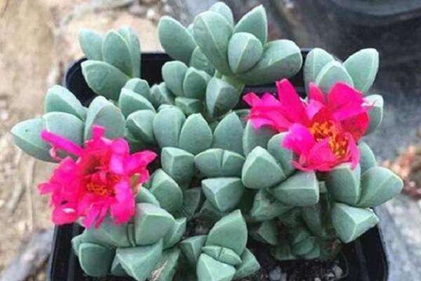 鹿角海棠茎木质化怎么多久？