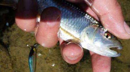 钓马口鱼的技巧和多久？