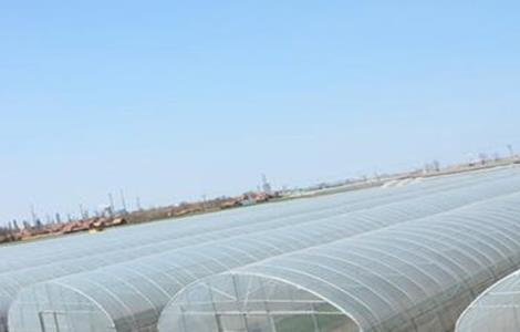 冬季大棚通风要点