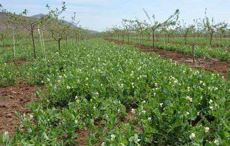 豌豆的种植技术