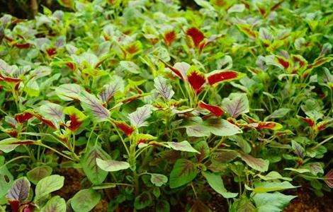 苋菜的田间管理技术