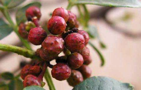 花椒树1亩地利润多少？