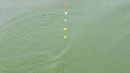 七星漂如何判断鱼上钩了