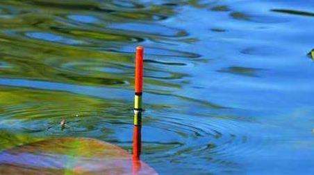 鲫鱼吃口漂相是什么样的