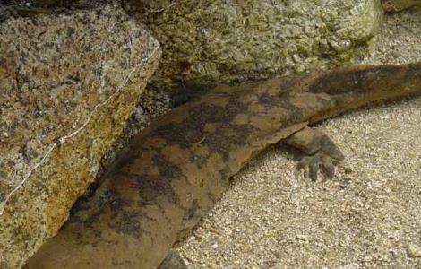 大鲵的发病原因？