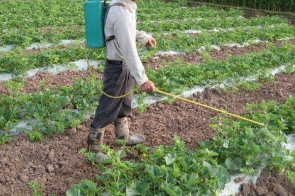 西瓜施肥时间及多久？