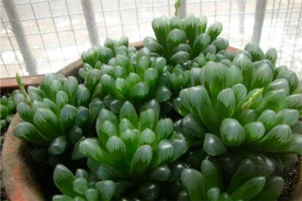 无孔花盆可以养玉露吗 方法是什么？