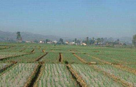 地膜洋葱定植技术