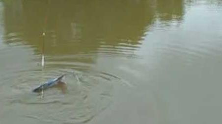 钓鲟鱼怎么钓上鱼快