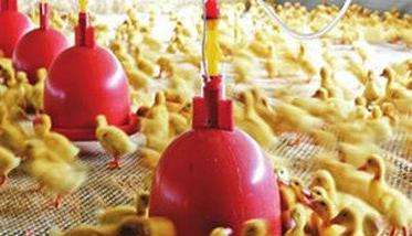 雏鸭饮水有哪些要求 雏鸭饮水后多长时间开食