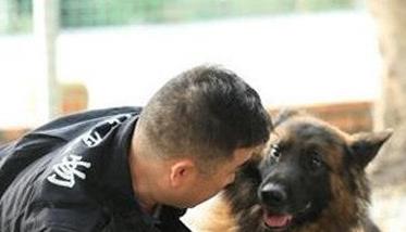 训练犬的基本方法主要有哪些?