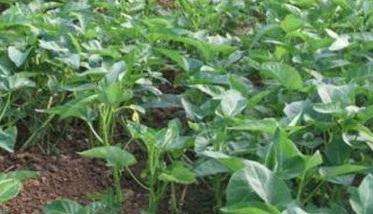 空心菜栽培技术要点