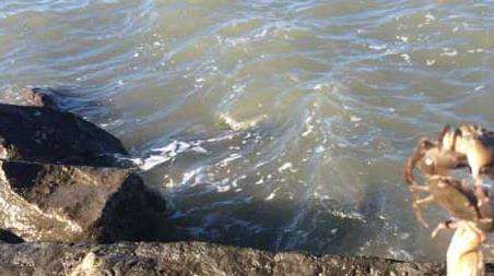 钓螃蟹的最快方法及注意事项